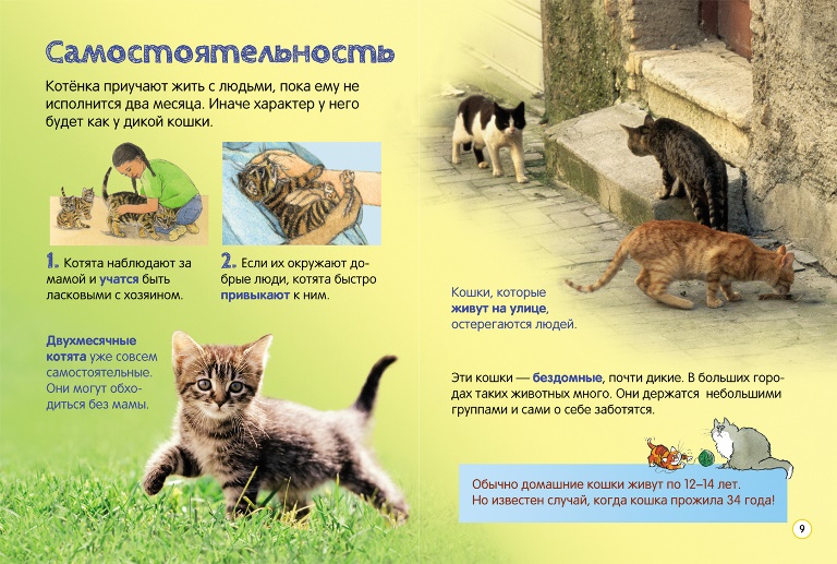 Товары для кошек: корма и аксессуары