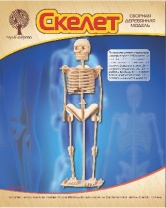 Сборная деревянная модель «Скелет человека» от интернет-магазина Континент игрушек