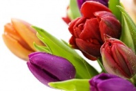 Тюльпан цветок от интернет-магазина Континент игрушек