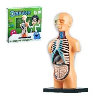Эврики Научный опыт "Анатомия человека"  3690720 от интернет-магазина Континент игрушек